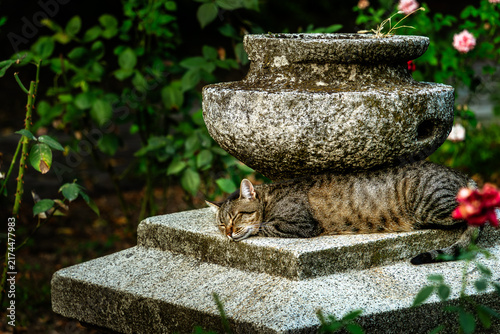 Sleepy tabby cat resting on a stone pedestal beneath an ornamental urn in a garden.