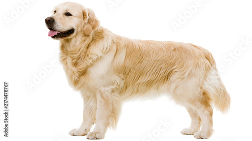 Canvastavla Isolated beautiful purebred Golden Retriever dog standing, healthy and happy, looking left