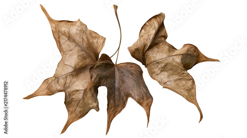 Obraz na plátne Isolated group of dry fallen autumn leaves with intricate textures and natural b
