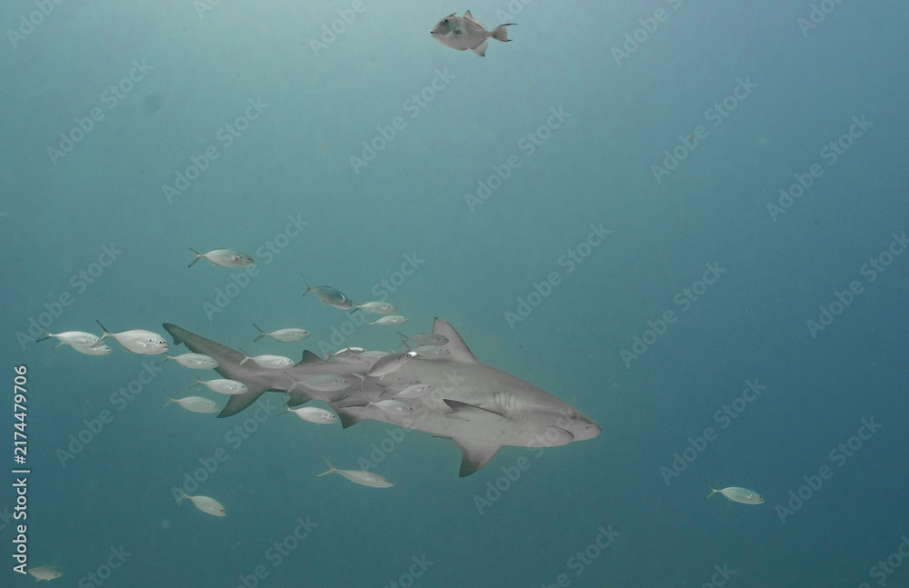 Obraz premium Bull Shark Swimming with School of Fish