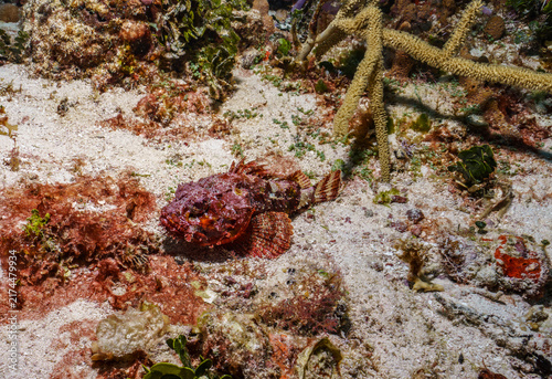 Foto Red Scorpionfish Camouflaged on Sandy Bottom, Cozumel
