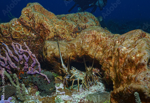 Obraz na płótnie Spiny Lobster Emerging from a Giant Barrel Sponge at Punta Tunich