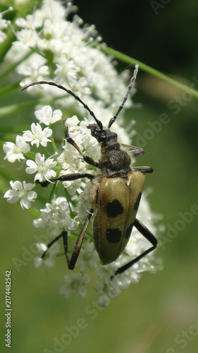 Canvas Print Four-spotted longhorn beetle (Pachyta quadrimaculata) feeding on wild chervil fl