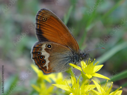 Fotografía The pearly heath butterfly (Coenonympha arcania) on stonecrop flowers