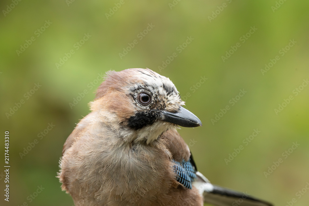 Fototapeta premium Closeup Portrait of a Eurasian Jay Bird Showing Feathers, Beak and Curious Expression in Woodland