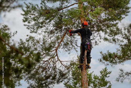 Professional arborist cutting pine tree branches with chainsaw. Hazardous tree removal service. Treecare and maintenance