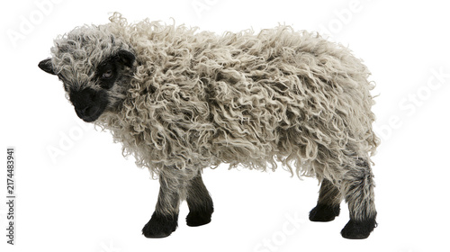 Foto Isolated adorable lamb figurine with textured curly wool and black face and legs
