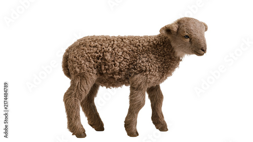 Fotografie Isolated adorable fluffy brown lamb with intricate curly wool standing, young do