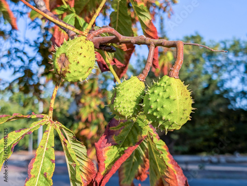 Green Horse Chestnuts Growing on Tree Branch with Early Autumn Foliage