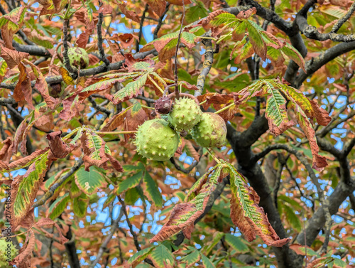 Green Horse Chestnuts Growing on Tree Branch with Early Autumn Foliage