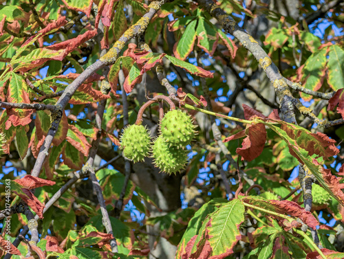 Green Horse Chestnuts Growing on Tree Branch with Early Autumn Foliage