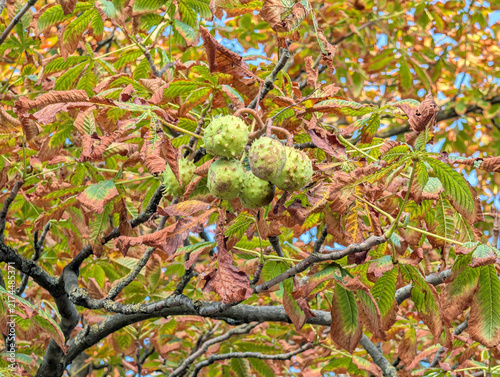 Green Horse Chestnuts Growing on Tree Branch with Early Autumn Foliage