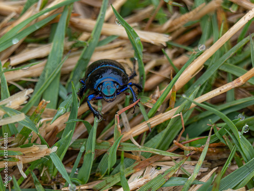 Waldnistkäfer (Anoplotrupes stercorosus)