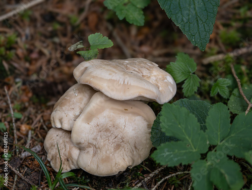 Maipilz (Calocybe gambosa)