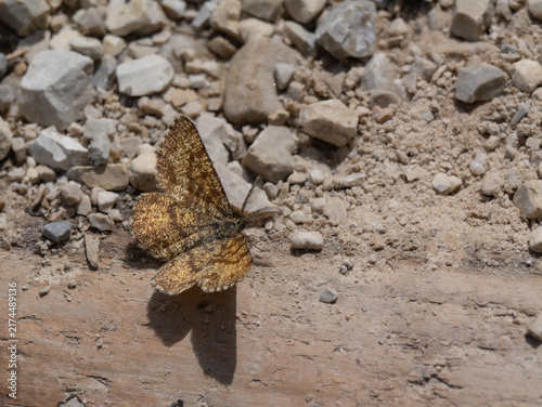 Heidespanner (Ematurga atomaria)