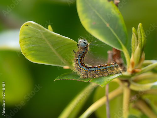 Ringelspinner-Raupe (Malacosoma neustria)