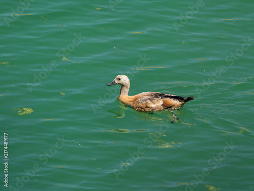 Rostgans (Tadorna ferruginea) im Jugendkleid