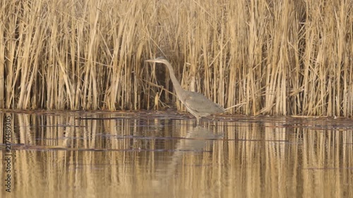 A Great Blue Heron stalks through the shallow water at the edge of a small lake in a nature reserve in Boise Idaho USA on a winter morning. 
