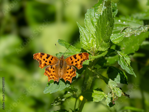 C-Falter (Polygonia c-album) oder (Nymphalis c-album)