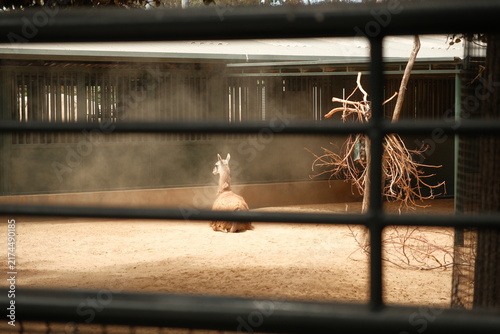 Konstfotografi llama (Lama glama) in captivity at zoo surrounded by dust cloud
