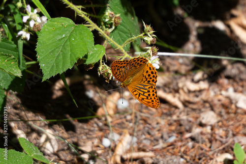 Kaisermantel oder Silberstrich (Argynnis paphia) Schmetterling