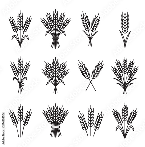 Wheat ears collection in simple linework style for agriculture and food concepts