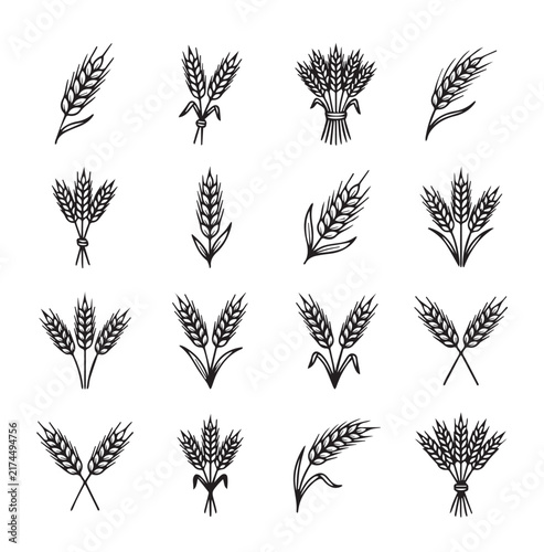 Wheat stalks arranged in various bunches and individual stems on a clean white background for agricultural concepts