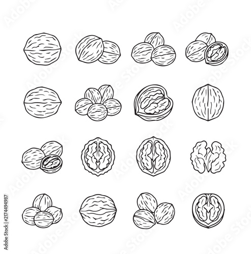 Whole and cracked walnuts presented in a clean line drawing on a white background for culinary and health concepts