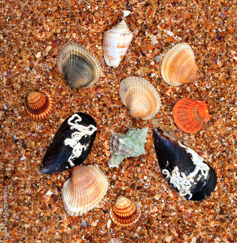 Seashells on sand in sunny day