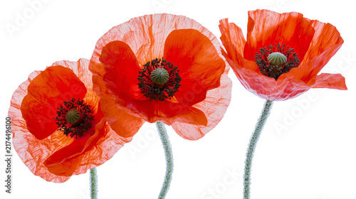 Fotografie Isolated close up of three bright red poppies with detailed petals and textured stems