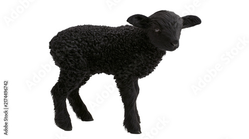 Картината върху платно Isolated black lamb, adorable newborn animal standing, with curly wool looking c