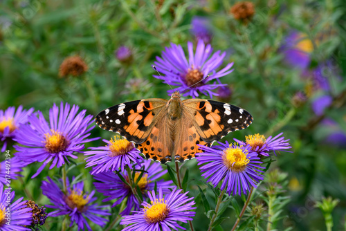 Foto Painted lady is in the Cynthia group of colorful butterflies and comprises a subgenus of the genus Vanessa in the family Nymphalidae