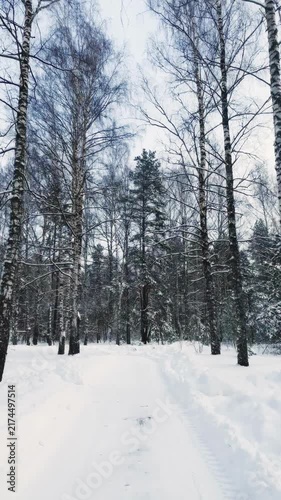 A beautiful snow-covered landscape. A sunlit, snow-covered forest path with frost-covered pine trees and snowdrifts