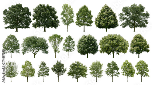 Fotografía Isolated collection of diverse deciduous and coniferous trees, a variety of gree