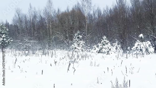 A beautiful snow-covered landscape. A sunlit, snow-covered forest path with frost-covered pine trees and snowdrifts