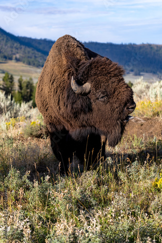 Fotografie Male American Bison Bleating on Sagebrush Ridge