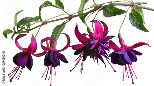 Canvastavla Isolated blooming fuchsia flowers branch with vibrant pink magenta and deep purp