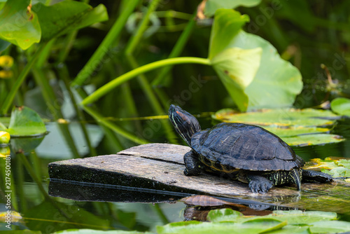 Konstfotografi Freshwater Turtle Sunbathing on Wooden Plank in Pond