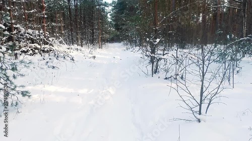 A beautiful snow-covered landscape. A sunlit, snow-covered forest path with frost-covered pine trees and snowdrifts