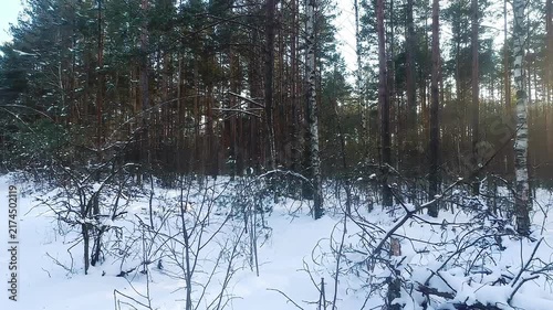 A beautiful snow-covered landscape. A sunlit, snow-covered forest path with frost-covered pine trees and snowdrifts