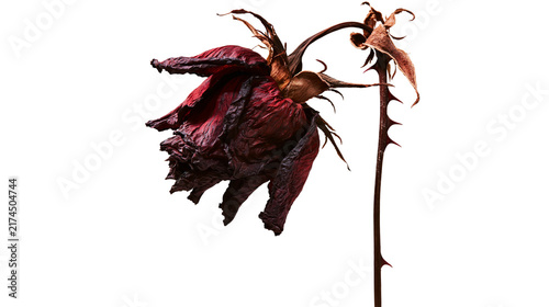 Quadro su tela Isolated dried red rose with shriveled petals and thorny stem symbolizing lost l