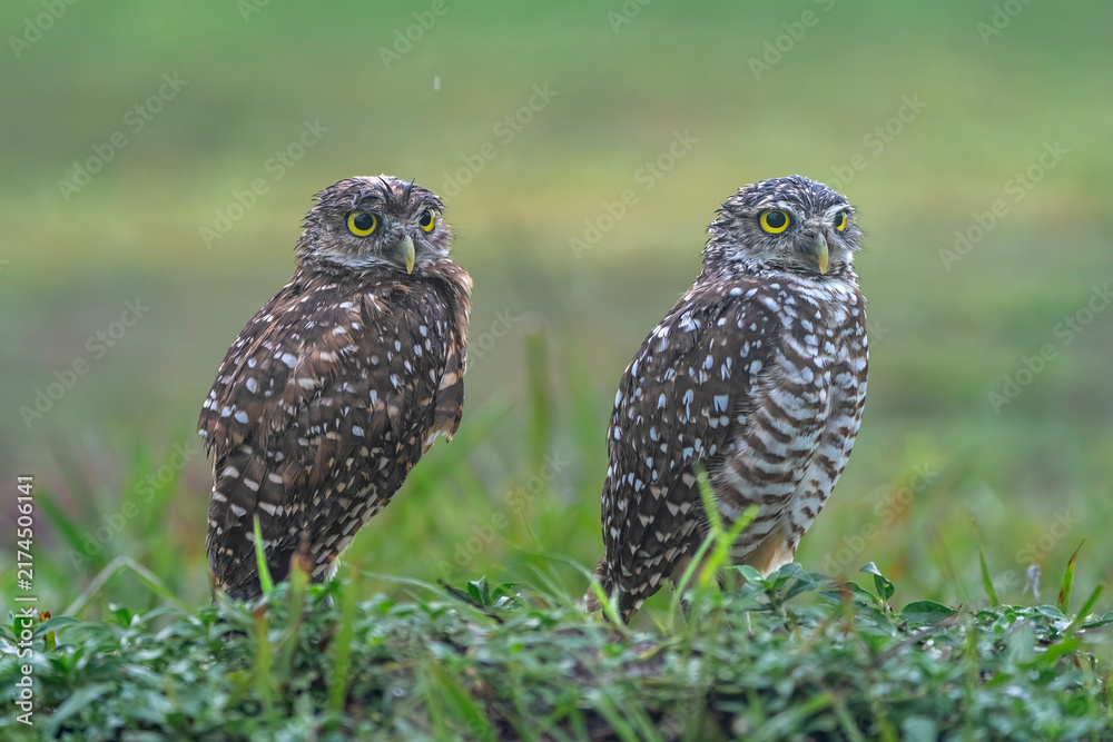 Fototapeta premium burrowing owl. Florida