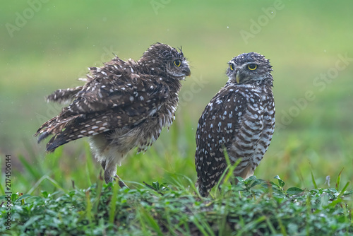burrowing owl