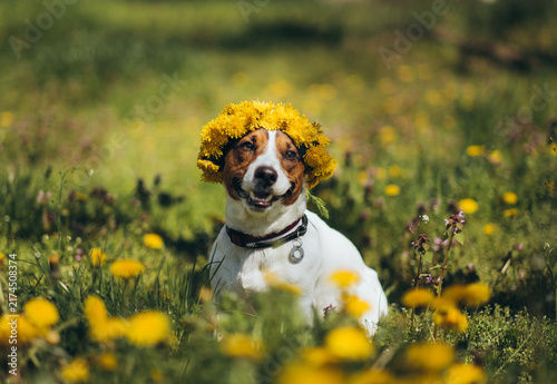 Happy Jack Russell terrier dog wearing yellow dandelion wreath outdoors in green field.