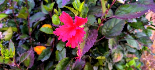 Cuadro en lienzo Close up of a vibrant red hibiscus flower with delicate petals and a long stamen