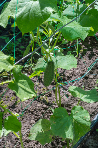 Konstfotografi Cucumber Growing on a Trellis
