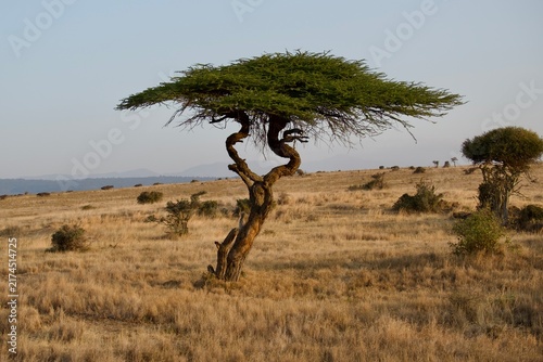 Foto Acacia tree standing alone on African savanna