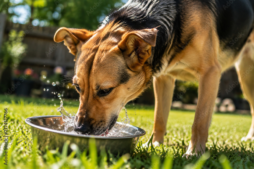 Fototapeta premium Dog drinking water from metal bowl in backyard, pet hydration and thirst