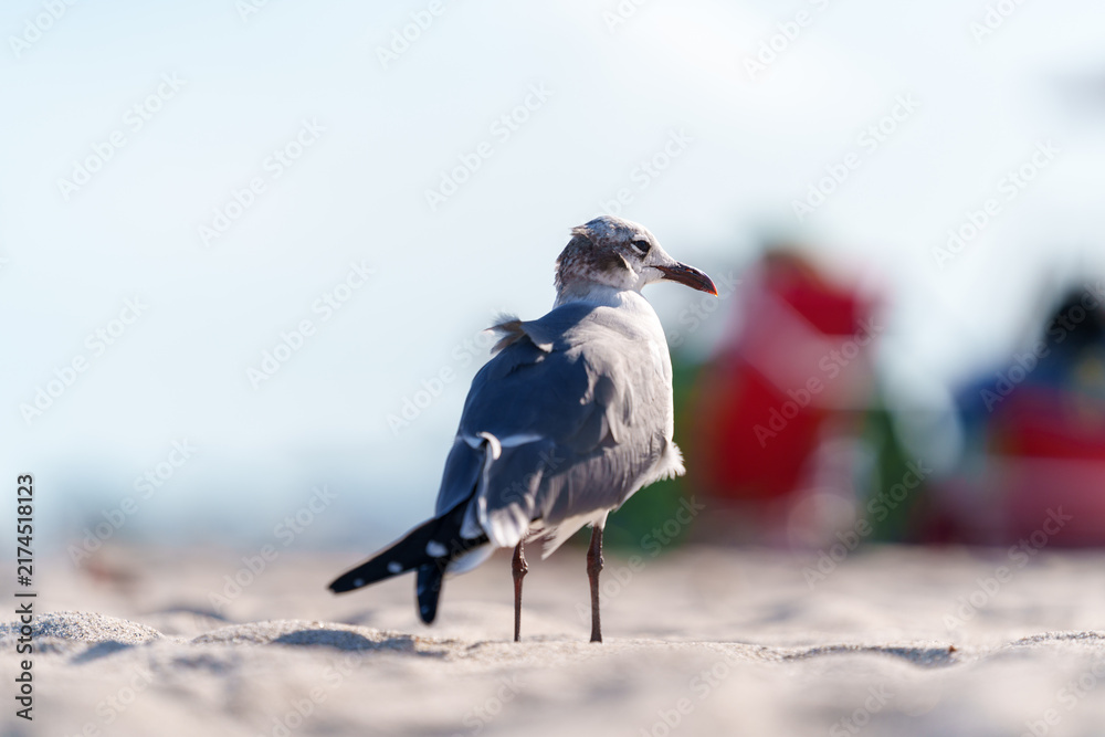 Fototapeta premium Gull standing on sandy beach with colorful background in Miami
