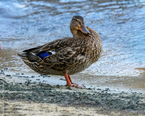 Photograph of a single duck standing on the beach near the water